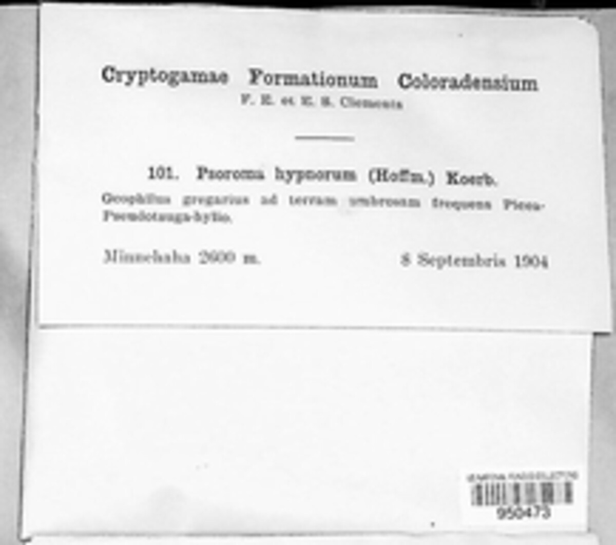 Psoroma hypnorum image